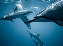 世界杯移动端安装指南-严拒网暴，守护体育初心|全红婵|国家体育总局游泳运动管理中心|中国国家体育总局|中国体育|网络暴力_新浪新闻